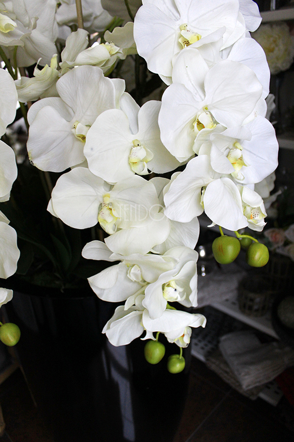 ogromny storczyk Design Black Grande w donicy, wys.174cm