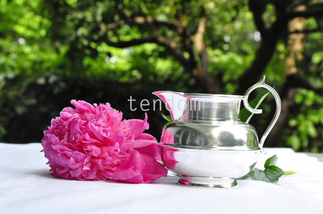 mlecznik posrebrzany Pablo 