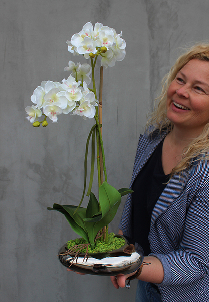 Helena, oryginalny storczyk w płaskim naczyniu, wys.50cm