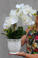 Palomina Ażur kremowy storczyk w ażurowej donicy, wys.52cm