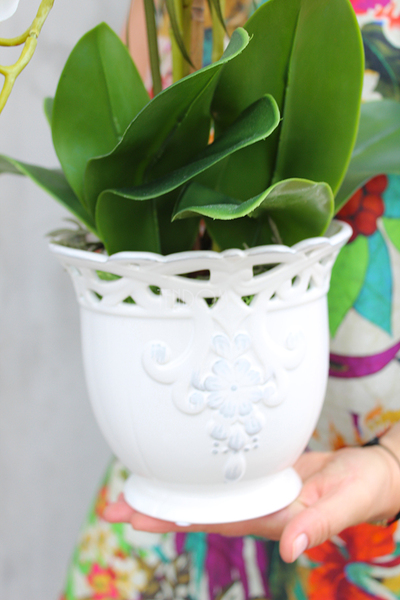 Palomina Ażur kremowy storczyk w ażurowej donicy, wys.52cm