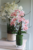 Glassier Pollysa, różowy storczyk w szklanym pucharze, wys.80cm