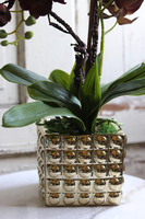 brązowy storczyk w złotej donicy, Mallona Brown & Gold, wys.48cm