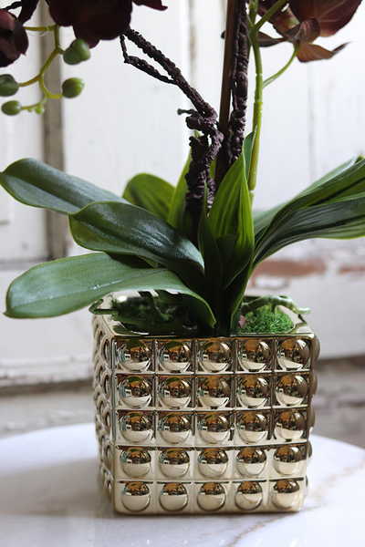 brązowy storczyk w złotej donicy, Mallona Brown & Gold, wys.48cm