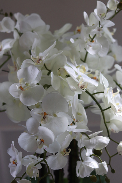 Grande Fiberglass Fenice, efektowny storczyk w białej donicy z fiberglass, wys.118cm