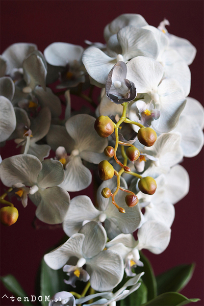 efektowny storczyk Laos Blunni w lustrzanej donicy, wys.65cm 