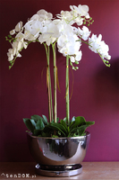 Helissa Simple, storczyk w stylowej lustrzanej donicy z podstawką, wys.100cm