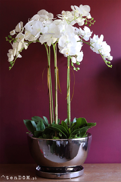 Helissa Simple, storczyk w stylowej lustrzanej donicy z podstawką, wys.100cm