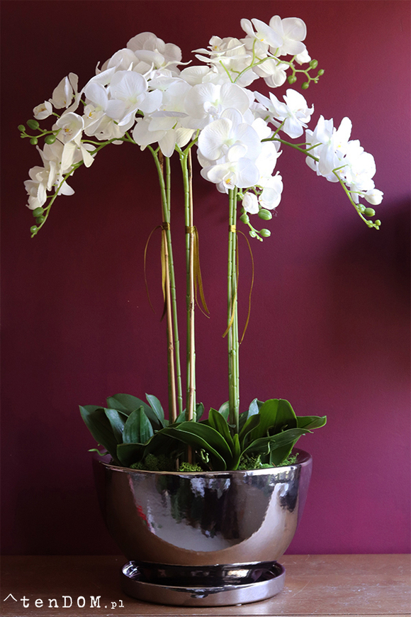 Helissa Simple, storczyk w stylowej lustrzanej donicy z podstawką, wys.100cm