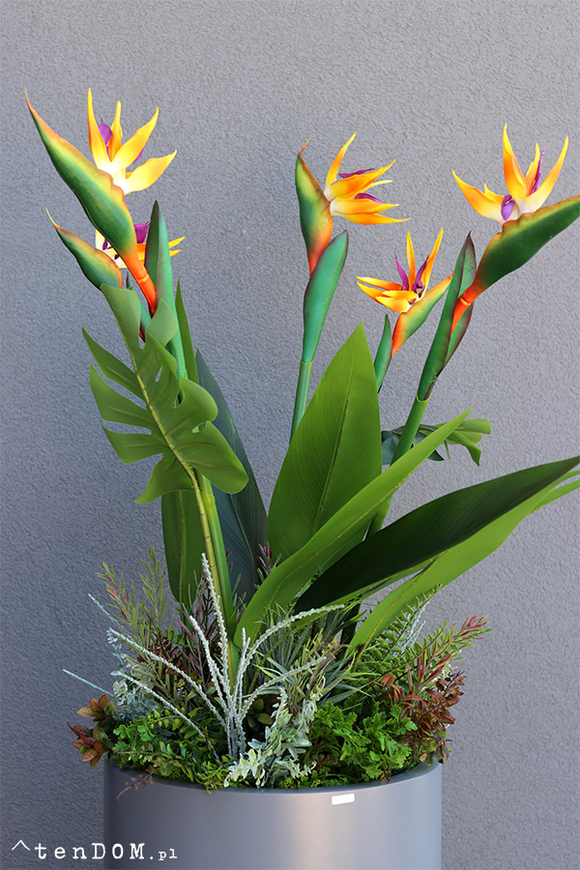 egzotyczna kompozycja w szarej donicy, Strelicja Fiberglass Grande Green, wym.162cm 