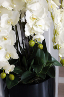 ogromny storczyk Design Black Grande w donicy, wys.174cm