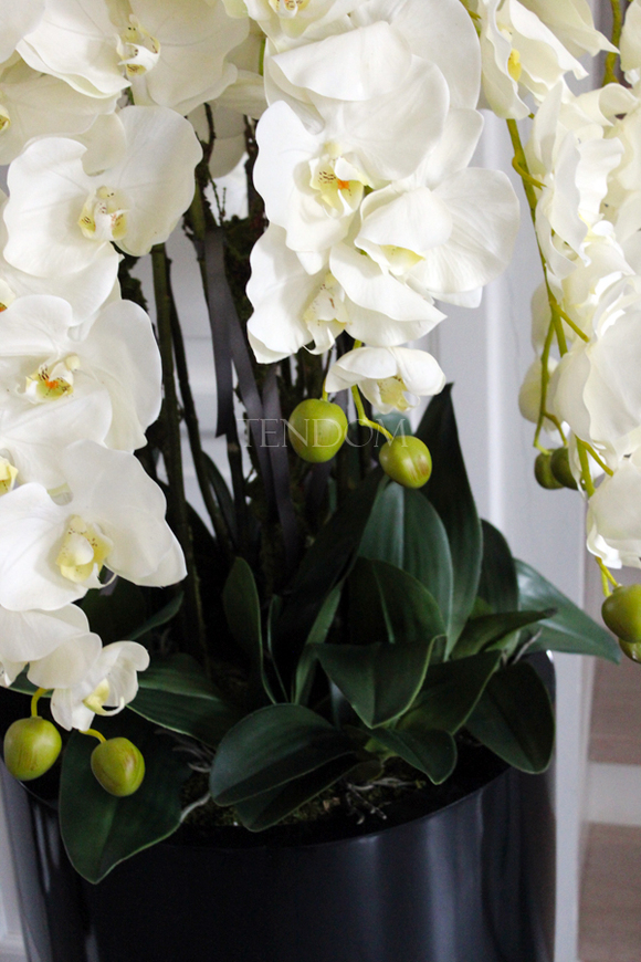 ogromny storczyk Design Black Grande w donicy, wys.174cm