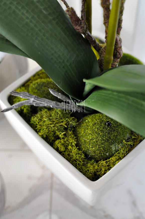 storczyk Square w donicy, wys.65cm 