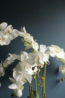 Maura storczyk w kremowej osłonce, wys.70cm