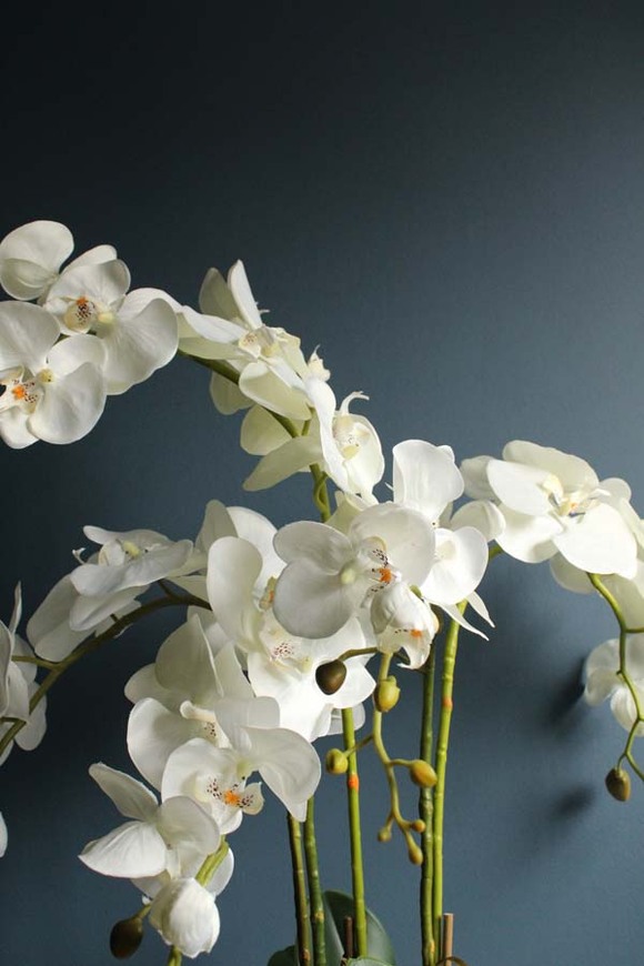 Maura storczyk w kremowej osłonce, wys.70cm