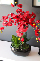 walentynkowy krwistoczerwony storczyk Red Fire w czarnej donicy, wys.55cm