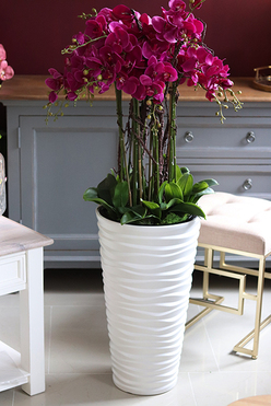 Gizelle Grande 2, wysoki sztuczny storczyk w kolorze fuksji, wys.135cm 