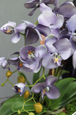 sinofioletowy storczyk w donicy glamour, Ophelia, wys.40cm