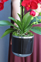 Karminowa Delicja, sztuczny storczyk w czarnej donicy, wys.60cm