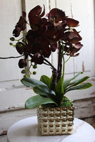 brązowy storczyk w złotej donicy, Mallona Brown & Gold, wys.48cm