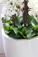 Grande Fiberglass Fenice, efektowny storczyk w białej donicy z fiberglass, wys.118cm