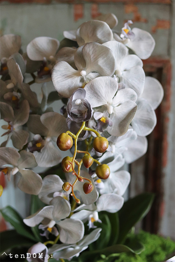 efektowny storczyk Laos Blunni w lustrzanej donicy, wys.65cm 