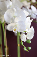 Helissa Simple, storczyk w stylowej lustrzanej donicy z podstawką, wys.100cm