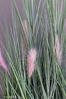 sztuczne trawy w betonowej donicy, Veronique Concrete, wys.135cm 