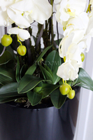 ogromny storczyk Design Black Grande w donicy, wys.174cm