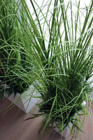 kompozycja Trawy IV Minimalism w białej donicy, wys.110cm