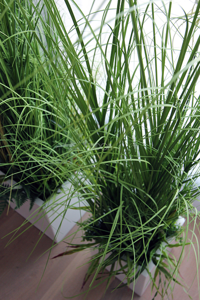 kompozycja Trawy IV Minimalism w białej donicy, wys.110cm