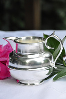 mlecznik posrebrzany Pablo 