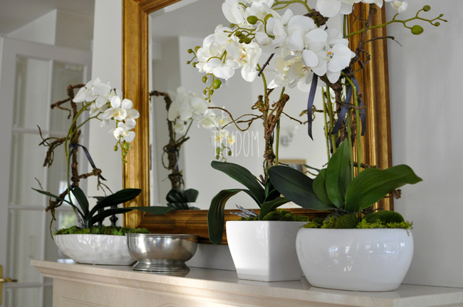 storczyk Square w donicy, wys.65cm 