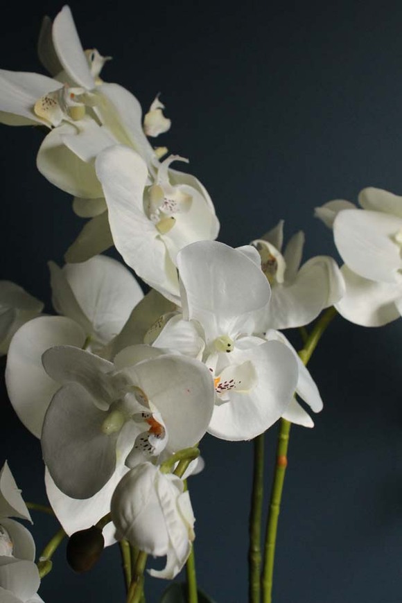 Maura storczyk w kremowej osłonce, wys.70cm