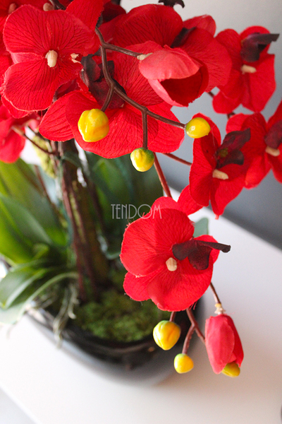 walentynkowy krwistoczerwony storczyk Red Fire w czarnej donicy, wys.55cm