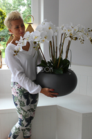 duży storczyk Panama Grande w minimalistycznej donicy, wys.78cm