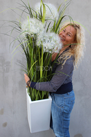 kompozycja w białej donicy z trawami i dmuchawcami Simple, wym.115cm