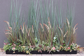 Albertina Saute, kompozycja z traw i sukulentów w gąbce florystycznej, dł.1m, wys.135cm