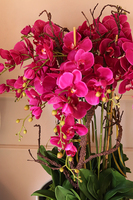 Gizelle Grande 2, wysoki sztuczny storczyk w kolorze fuksji, wys.135cm