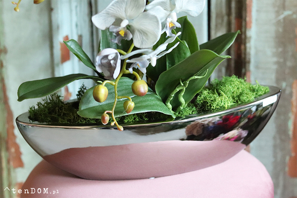 efektowny storczyk Laos Blunni w lustrzanej donicy, wys.65cm 