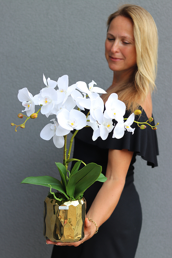 Goldesso, elegancki storczyk w złotej osłonce, wys.50cm 