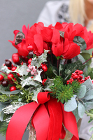 Cyklamenia Reddine, świąteczna kompozycja w pucharze, wys.40cm