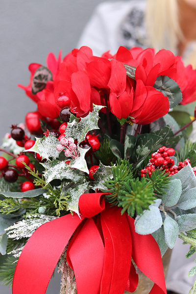 Cyklamenia Reddine, świąteczna kompozycja w pucharze, wys.40cm