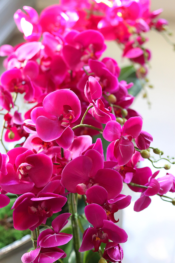 obfity storczyk Infinity w minimalistycznej donicy, wys.70cm