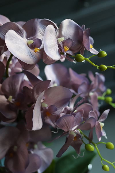 efektowny storczyk Wrzosowy Laos w lustrzanej donicy, wys.62cm 