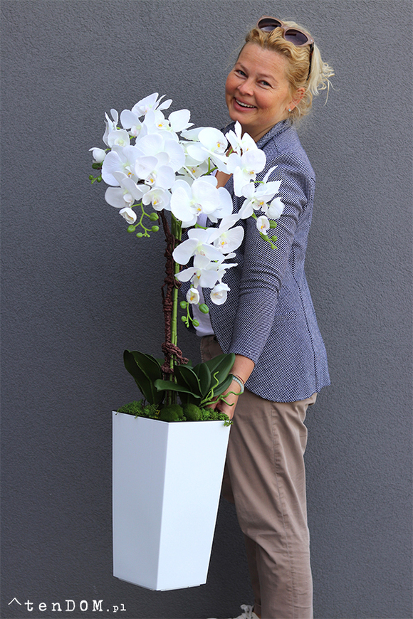 bardzo duży storczyk Emilie Grande New w białej donicy, wys.105cm