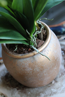 Golden Ariel, storczyk w złotym naczyniu, wys.60cm