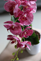 silikonowy, sztuczny storczyk Manella w prostej, białej donicy, wys.60cm