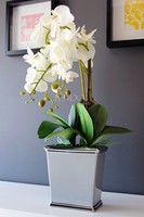 śliczny storczyk Grey w wersji Big, wys.68cm