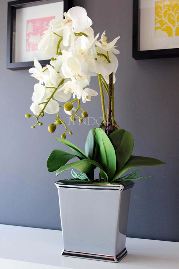 śliczny storczyk Grey w wersji Big, wys.68cm